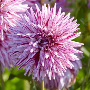 Purple Bedazzled Dahlia Flower Seeds - 40 Seeds - Open Pollinated, Heirloom - Image 3