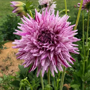 Purple Bedazzled Dahlia Flower Seeds - 40 Seeds - Open Pollinated, Heirloom - Image 5