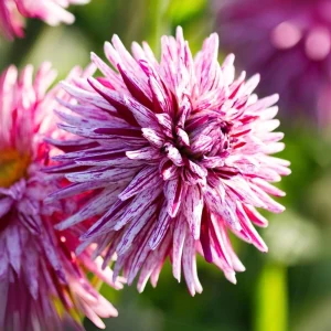 Purple Bedazzled Dahlia Flower Seeds - 40 Seeds - Open Pollinated, Heirloom - Image 6