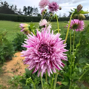Purple Bedazzled Dahlia Flower Seeds - 40 Seeds - Open Pollinated, Heirloom - Image 7