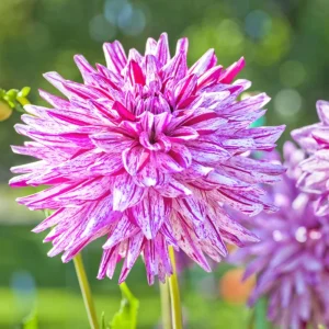 Purple Bedazzled Dahlia Flower Seeds - 40 Seeds - Open Pollinated, Heirloom - Image 9