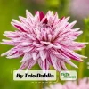 Purple Bedazzled Dahlia Flower Seeds - 40 Seeds - Open Pollinated, Heirloom - Image 1
