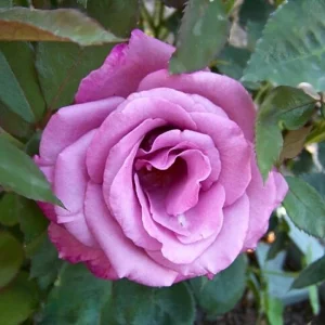 Purple Fragrant Plum Grandiflora Rose Seeds - 30+ Perennial Flower Seeds - Image 10