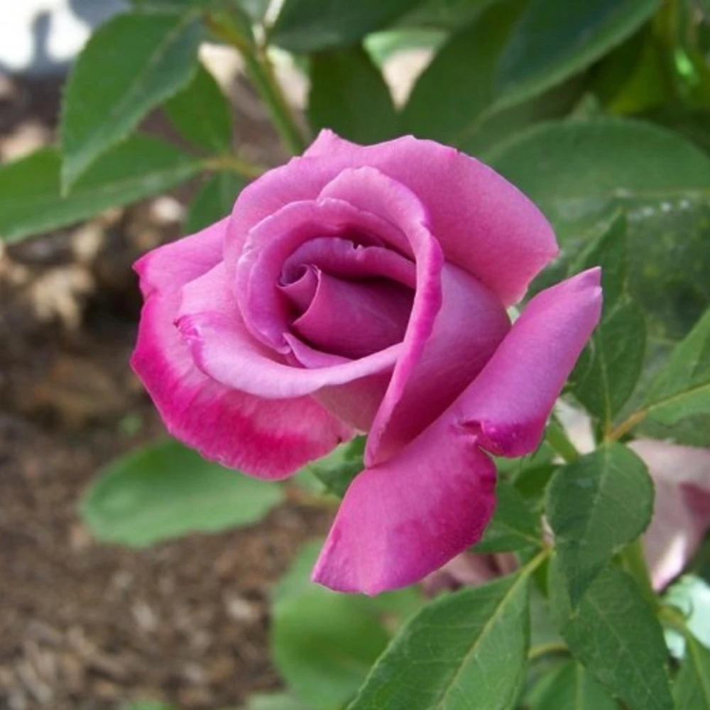 Purple Fragrant Plum Grandiflora Rose Seeds - 30+ Perennial Flower Seeds - Image 11