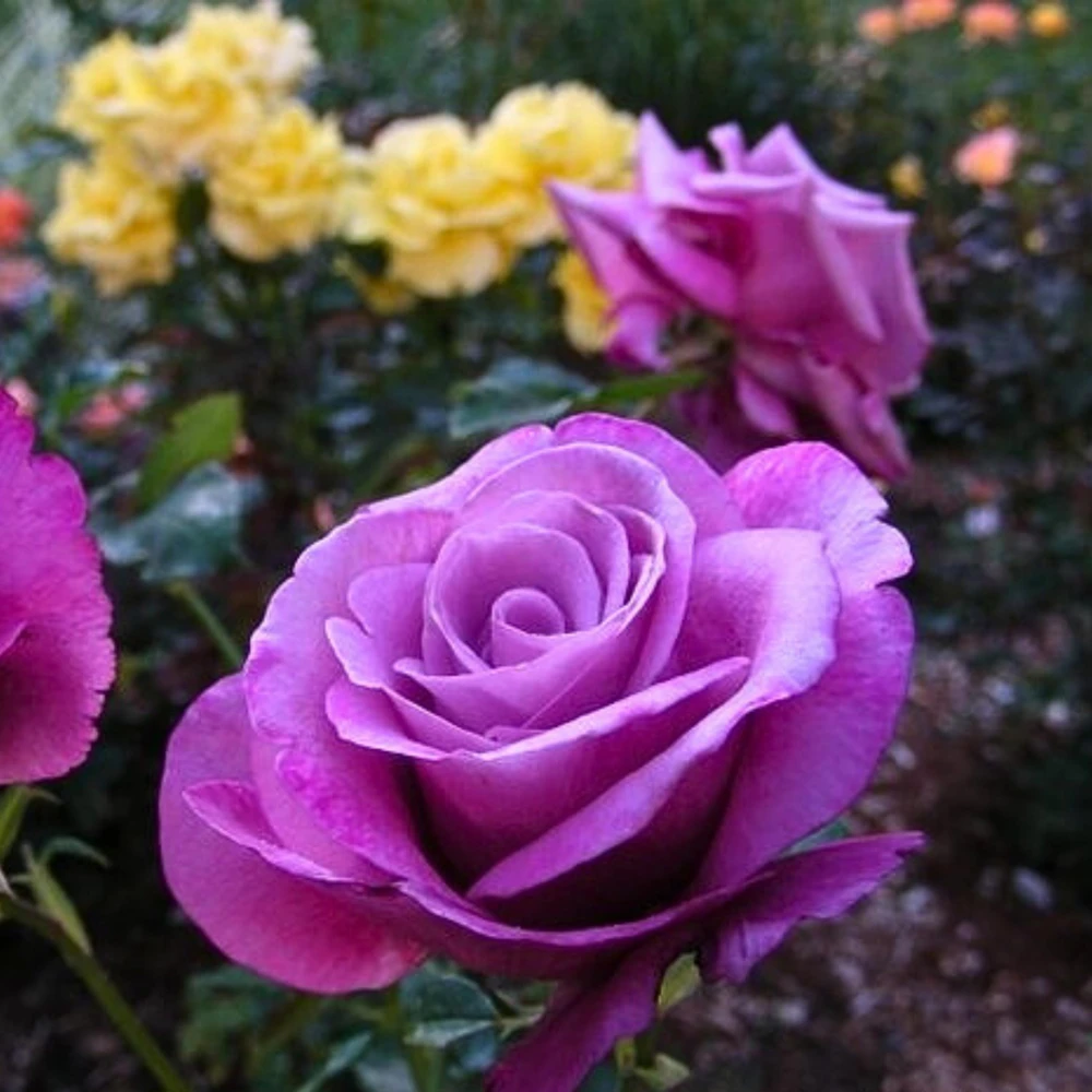 Purple Fragrant Plum Grandiflora Rose Seeds - 30+ Perennial Flower Seeds - Image 12