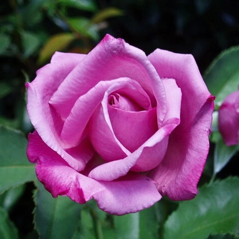 Purple Fragrant Plum Grandiflora Rose Seeds - 30+ Perennial Flower Seeds - Image 13