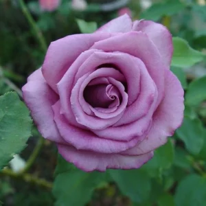 Purple Fragrant Plum Grandiflora Rose Seeds - 30+ Perennial Flower Seeds - Image 14