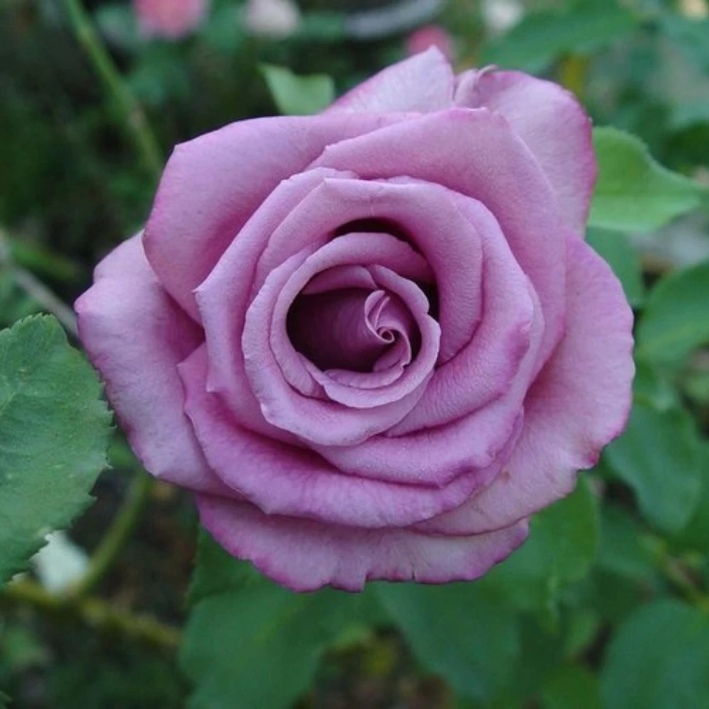 Purple Fragrant Plum Grandiflora Rose Seeds - 30+ Perennial Flower Seeds - Image 14