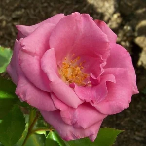 Purple Fragrant Plum Grandiflora Rose Seeds - 30+ Perennial Flower Seeds - Image 15