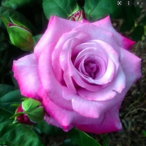 Purple Fragrant Plum Grandiflora Rose Seeds - 30+ Perennial Flower Seeds - Image 2
