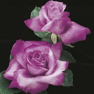 Purple Fragrant Plum Grandiflora Rose Seeds - 30+ Perennial Flower Seeds - Image 3