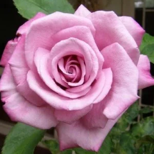 Purple Fragrant Plum Grandiflora Rose Seeds - 30+ Perennial Flower Seeds - Image 4