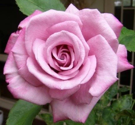 Purple Fragrant Plum Grandiflora Rose Seeds - 30+ Perennial Flower Seeds - Image 4