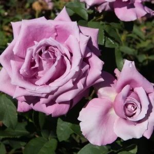 Purple Fragrant Plum Grandiflora Rose Seeds - 30+ Perennial Flower Seeds - Image 5