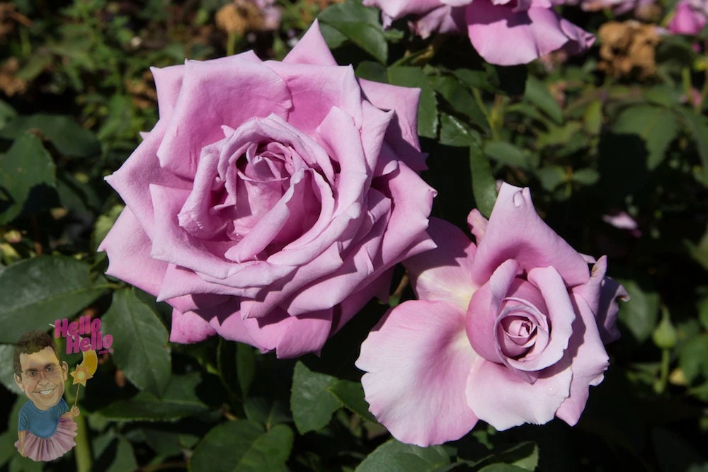 Purple Fragrant Plum Grandiflora Rose Seeds - 30+ Perennial Flower Seeds - Image 5