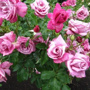 Purple Fragrant Plum Grandiflora Rose Seeds - 30+ Perennial Flower Seeds - Image 6