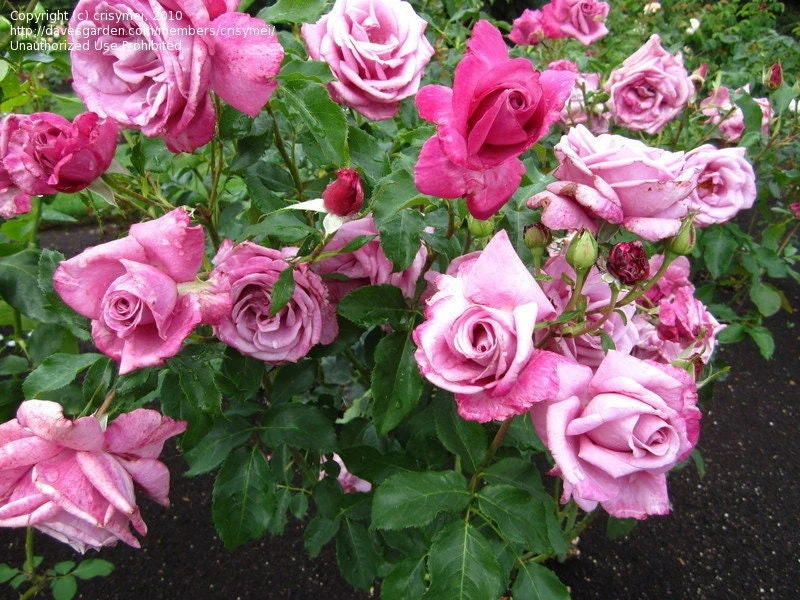 Purple Fragrant Plum Grandiflora Rose Seeds - 30+ Perennial Flower Seeds - Image 6