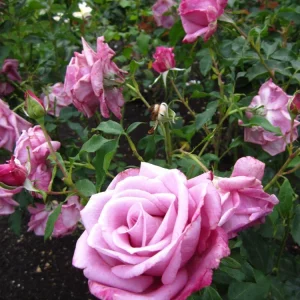 Purple Fragrant Plum Grandiflora Rose Seeds - 30+ Perennial Flower Seeds - Image 7
