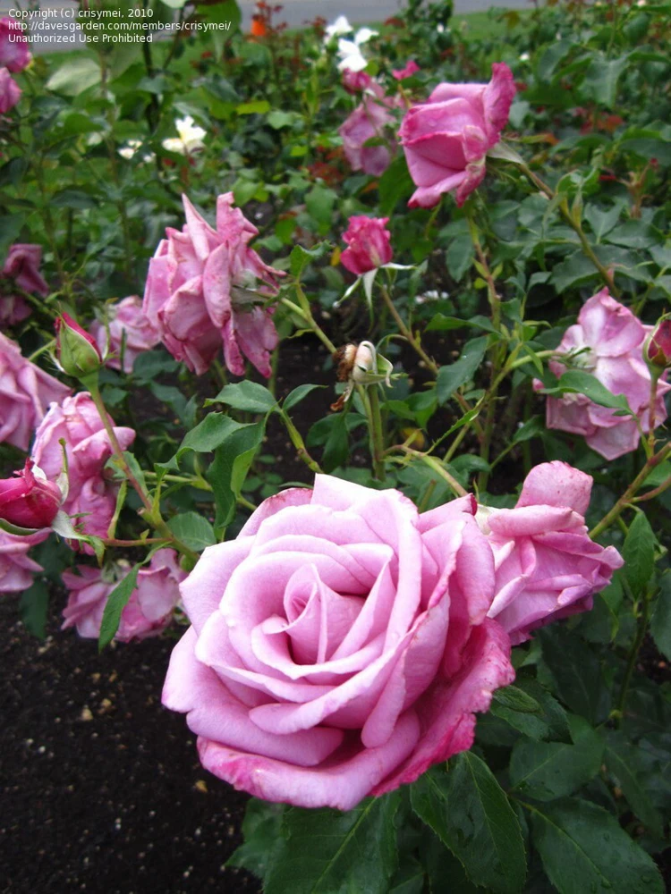 Purple Fragrant Plum Grandiflora Rose Seeds - 30+ Perennial Flower Seeds - Image 7