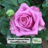 Purple Fragrant Plum Grandiflora Rose Seeds - 30+ Perennial Flower Seeds - Image 1