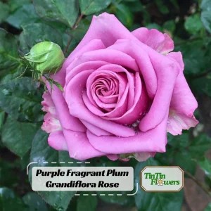 Purple Fragrant Plum Grandiflora Rose Seeds - 30+ Perennial Flower Seeds - Image 1