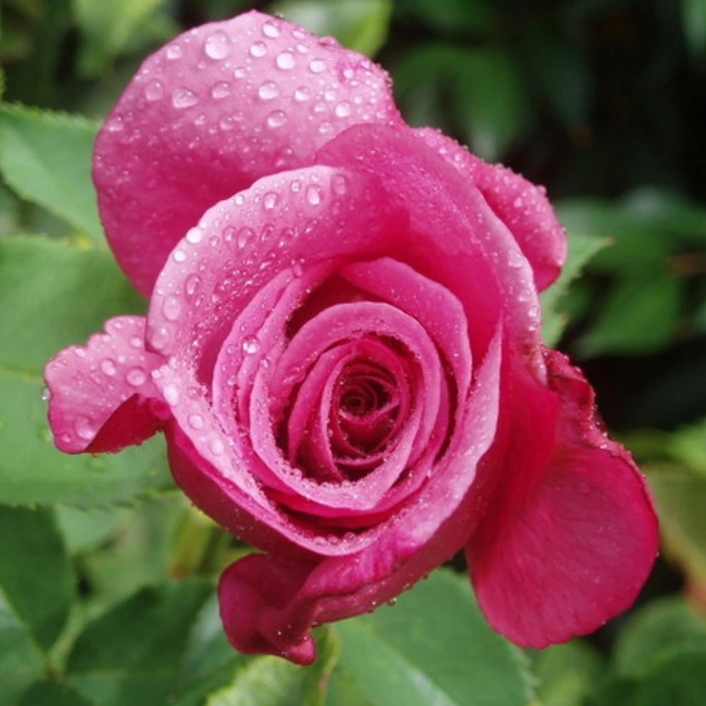 Purple Fragrant Plum Grandiflora Rose Seeds - 30+ Perennial Flower Seeds - Image 8