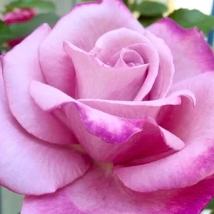 Purple Fragrant Plum Grandiflora Rose Seeds - 30+ Perennial Flower Seeds - Image 9