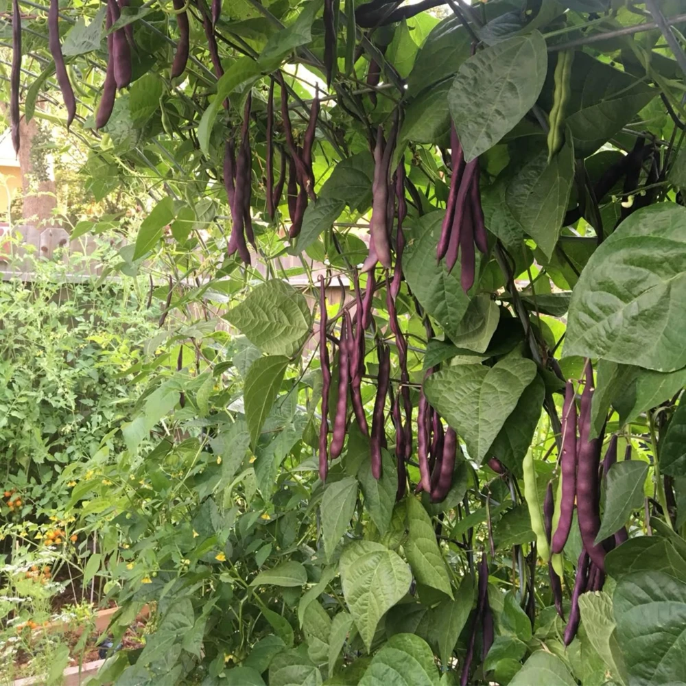 Purple French Filet Pole Bean Seeds - Heirloom, High Yield, 20 Seeds - Image 10