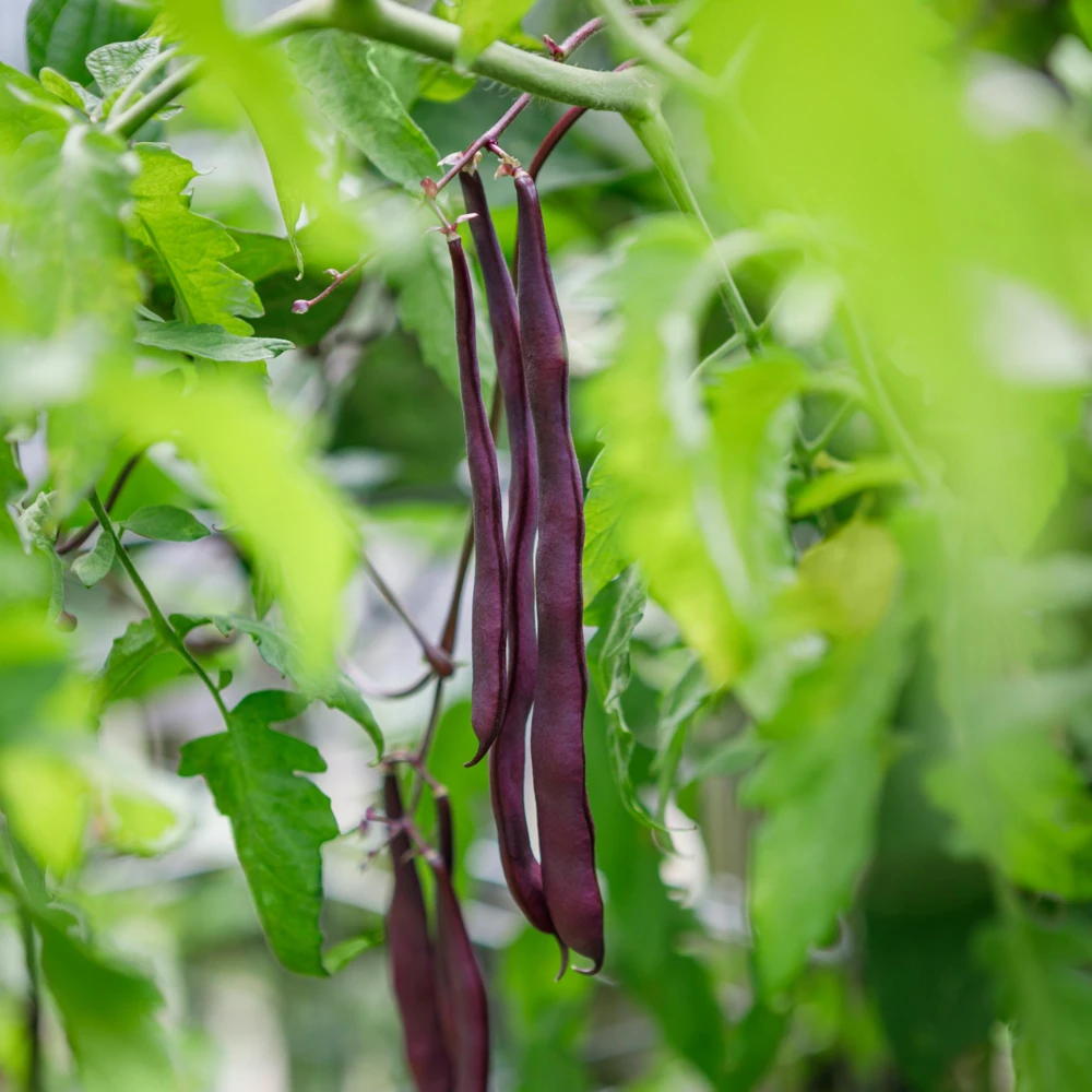 Purple French Filet Pole Bean Seeds - Heirloom, High Yield, 20 Seeds - Image 11