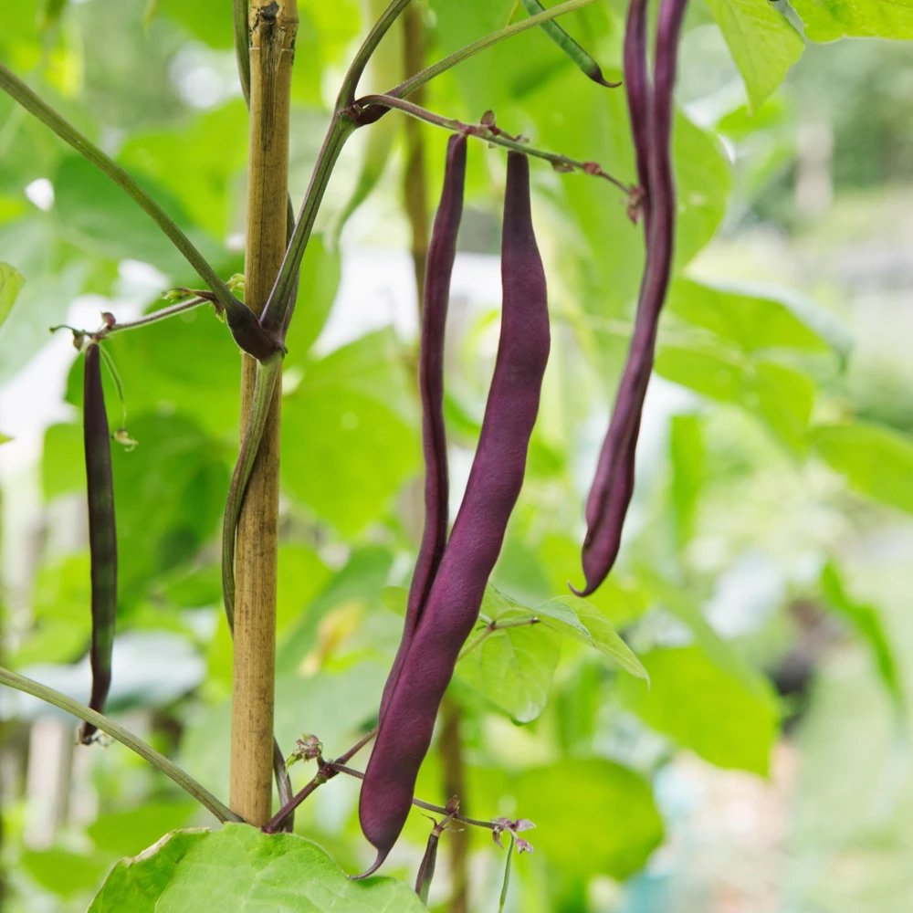 Purple French Filet Pole Bean Seeds - Heirloom, High Yield, 20 Seeds - Image 12