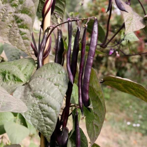 Purple French Filet Pole Bean Seeds - Heirloom, High Yield, 20 Seeds - Image 13