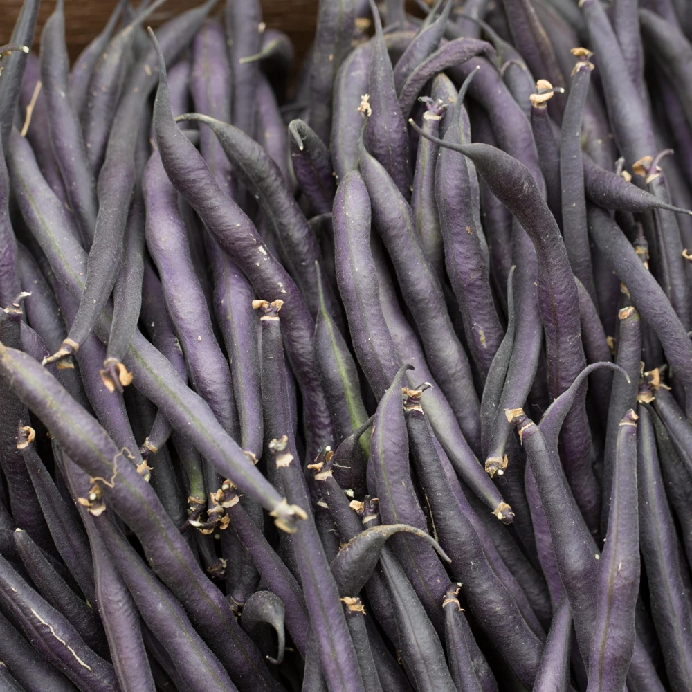 Purple French Filet Pole Bean Seeds - Heirloom, High Yield, 20 Seeds - Image 14