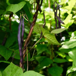 Purple French Filet Pole Bean Seeds - Heirloom, High Yield, 20 Seeds - Image 15