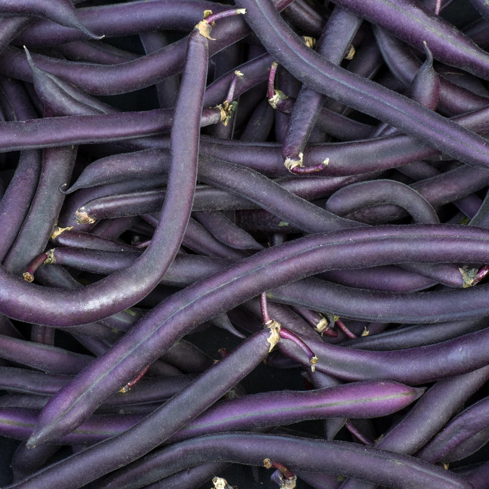 Purple French Filet Pole Bean Seeds - Heirloom, High Yield, 20 Seeds - Image 3