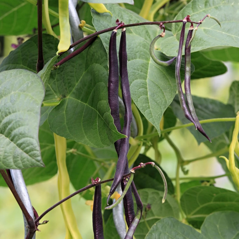 Purple French Filet Pole Bean Seeds - Heirloom, High Yield, 20 Seeds - Image 5