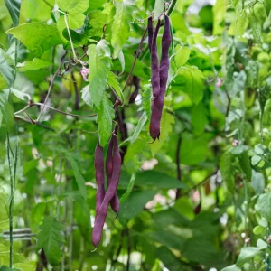 Purple French Filet Pole Bean Seeds - Heirloom, High Yield, 20 Seeds - Image 6