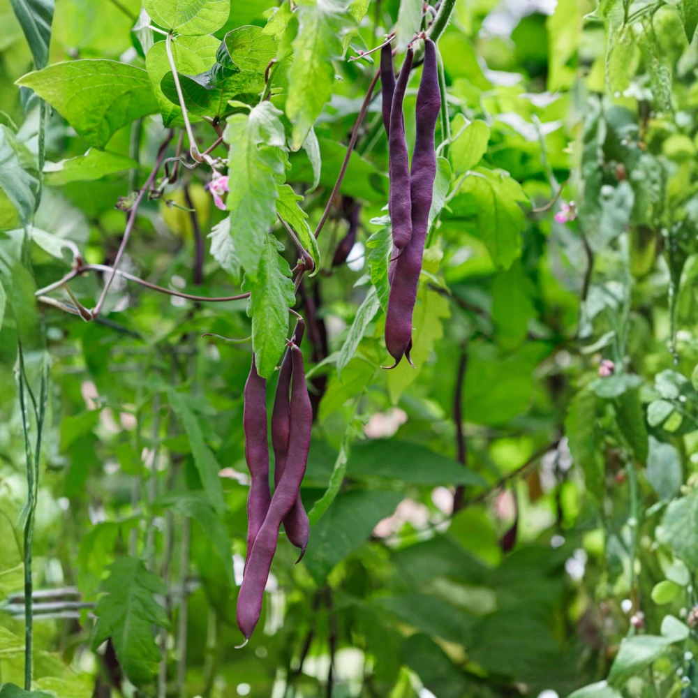 Purple French Filet Pole Bean Seeds - Heirloom, High Yield, 20 Seeds - Image 6