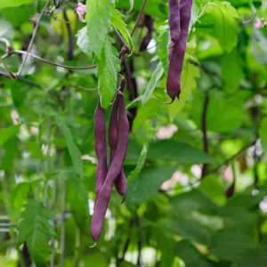 Purple French Filet Pole Bean Seeds - Heirloom, High Yield, 20 Seeds - Image 7