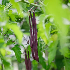 Purple French Filet Pole Bean Seeds - Heirloom, High Yield, 20 Seeds - Image 8