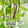 Purple French Filet Pole Bean Seeds - Heirloom, High Yield, 20 Seeds - Image 1