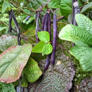 Purple French Filet Pole Bean Seeds - Heirloom, High Yield, 20 Seeds - Image 9