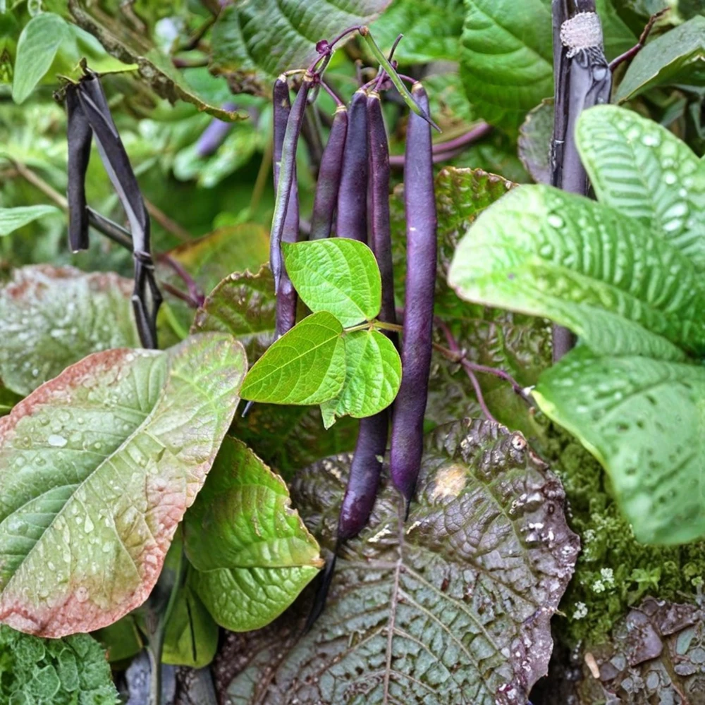 Purple French Filet Pole Bean Seeds - Heirloom, High Yield, 20 Seeds - Image 9