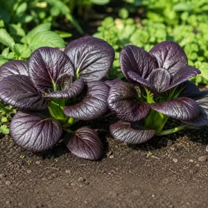 Purple Gem Hybrid Pak Choi Seeds - Brassica rapa - Cold Hardy Asian Vegetable - 20 Seeds - Image 10