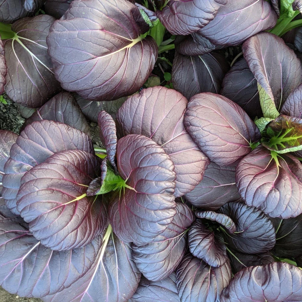 Purple Gem Hybrid Pak Choi Seeds - Brassica rapa - Cold Hardy Asian Vegetable - 20 Seeds - Image 2