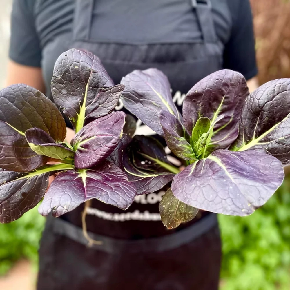 Purple Gem Hybrid Pak Choi Seeds - Brassica rapa - Cold Hardy Asian Vegetable - 20 Seeds - Image 3