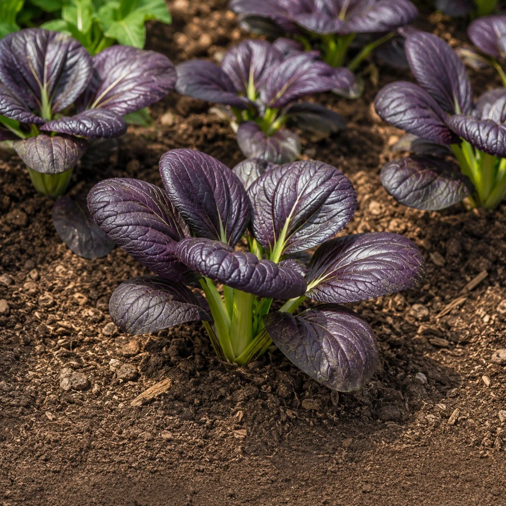 Purple Gem Hybrid Pak Choi Seeds - Brassica rapa - Cold Hardy Asian Vegetable - 20 Seeds - Image 4
