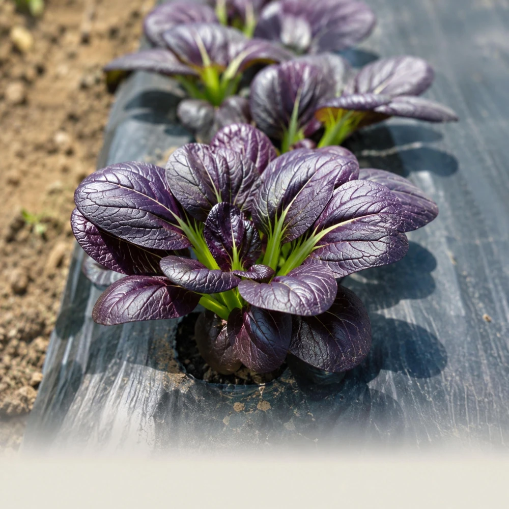Purple Gem Hybrid Pak Choi Seeds - Brassica rapa - Cold Hardy Asian Vegetable - 20 Seeds - Image 5