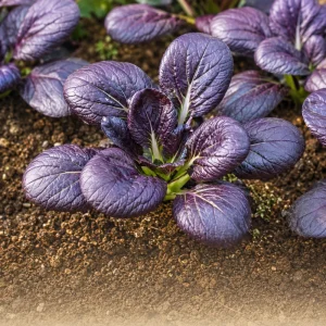 Purple Gem Hybrid Pak Choi Seeds - Brassica rapa - Cold Hardy Asian Vegetable - 20 Seeds - Image 6
