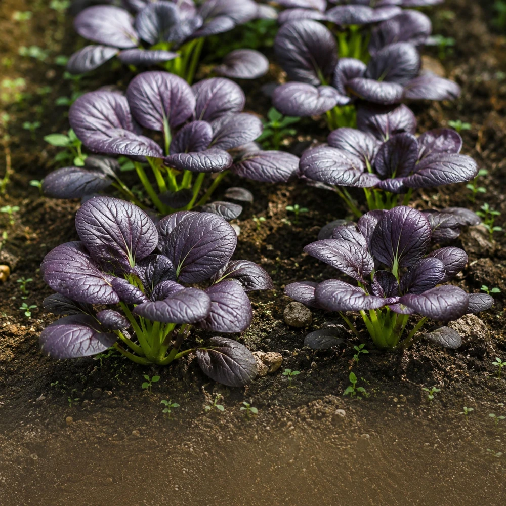 Purple Gem Hybrid Pak Choi Seeds - Brassica rapa - Cold Hardy Asian Vegetable - 20 Seeds - Image 7