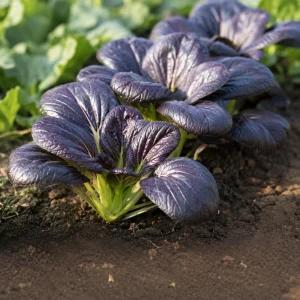 Purple Gem Hybrid Pak Choi Seeds - Brassica rapa - Cold Hardy Asian Vegetable - 20 Seeds - Image 8